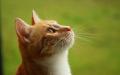 猫会说人话的秘密。（图片来源：Pixabay）