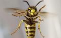马蜂（Maciej Skorecki/Wikipedia/ CC BY 3.0）