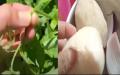 海南三亚静默10天有市民断粮缺菜，网传有市民“一个葱头吃3顿”，有市民饿到吃绿草，有市民自己预购菜防疫人员不让拿。（图片来源：视频截图）