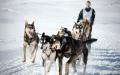 大奥德赛长距离狗拉雪橇大赛 （JEAN-PHILIPPE KSIAZEK/AFP via Getty Images）