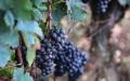 吉伦特省波姆罗勒产区（Pomerol）的葡萄园（THIBAUD MORITZ/AFP via Getty Images）