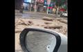 河南周口太康县公路货车掉落50多头腐烂发臭的死猪。（图片来源：视频截图）