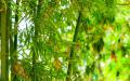 竹子开花被视为不祥之兆，预示有大灾将至。（图片来源: 翻拍）
