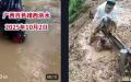 10月1日广西百色洪水肆虐，民众自救。（图片来源：抖音截图）