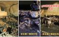 北京七环高速G95隧道内传出发生爆炸，造成死伤惨重。（视频截图）