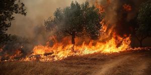 比利时爆发有记录以来最大森林火灾。（Aris Oikonomou/AFP via Getty Images）