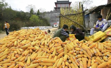 中国农民将收获的玉米装袋。（图片来源：Getty Images）