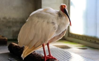 12月1日，创造了近40岁长寿奇迹的朱䴉“平平”去世了。（图片来源：网络图片）