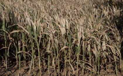 法国西部圣多莱（Saint-Dolays）地区在今夏热浪期间干枯的玉米田。（Fred TANNEAU / AFP via Getty Images）