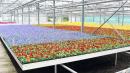 巴黎市政府举办花卉大卖场                     一盆花仅 售一欧元