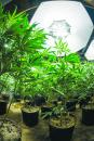 华人在美国非法种大麻!  涉案金额达八千万美元