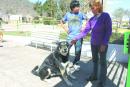 生死相随 忠犬在墓地守护主人11年