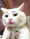 留学生给猫化妆  被举报虐待动物