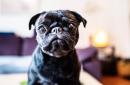 纯种八哥犬Edda(AFP/Getty Images)