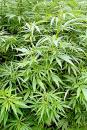 大麻（维基百科）