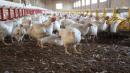 四川9日爆发H5N6亚型高致病性禽流感疫情（图片来源：维基百科）