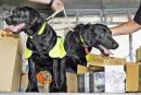 警犬（TENGKU BAHAR/AFP/Getty Images）
