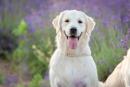 黄金猎犬示意图（123RF）