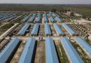 中国河北一家养猪场（PAK YIU/AFP via Getty Images）