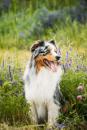 2023年法国人最爱犬种澳牧再一次名列榜首。（123RF）