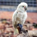 鸟舍里圈养的戈芬氏凤头鹦鹉（Sam Mugraby/Wikipedia/CC BY 2.0）