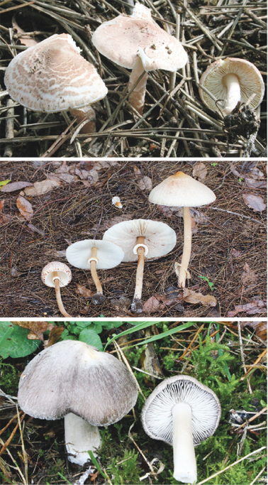从上至下依次为肉褐鳞环柄菇、大环柄菇和口蘑。（维基百科）（编辑注：请不要根据以上图片采摘蘑菇。）
