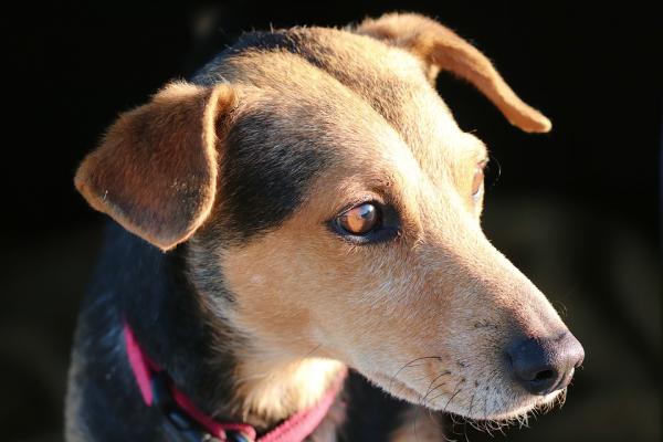 导盲犬 ( 图片来源: Pixabay)