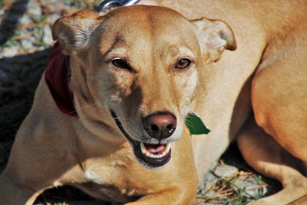导盲犬 ( 图片来源: Pixabay)