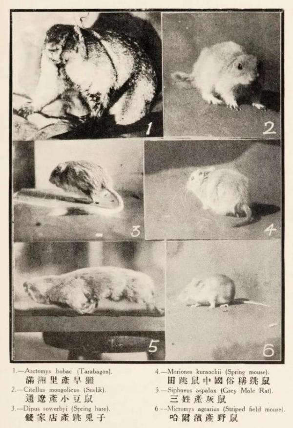 病疫旱獭