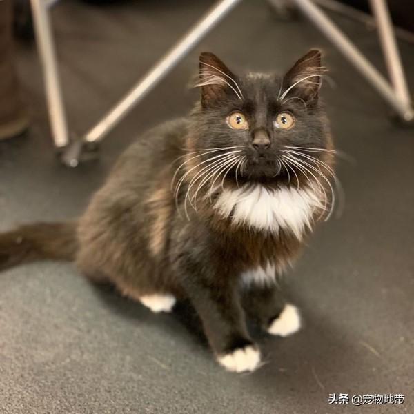 猫咪