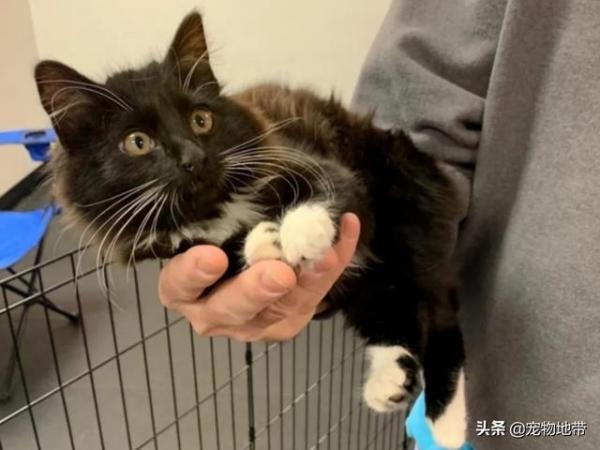 猫咪
