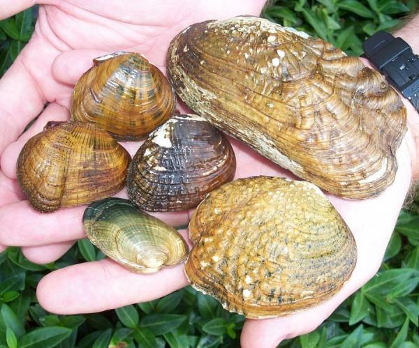 不同种类的河蚌(图片来源:@U.S.Fish and Wildlife Service Northeast Region/维基百科)