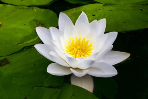 白莲花(公有领域)