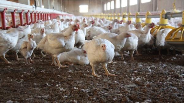 四川9日爆发H5N6亚型高致病性禽流感疫情(图片来源:维基百科)
