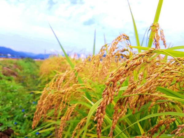在极端情况下,粮食是救命物资,很多老年人都有储存粮食的习惯。