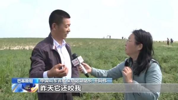 王同伟说:“我感觉它要比东亚飞蝗要凶猛些,昨天它还咬我。”(图片来源:视频截图)
