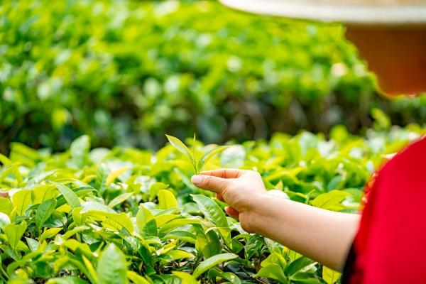 疫情影响全球茶叶供需,茶叶价格上涨。(图片来源:Pixabay)