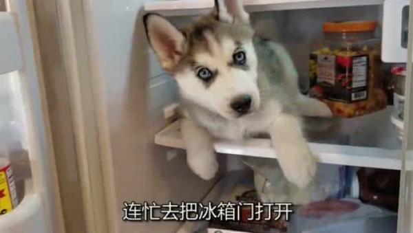 哈士奇