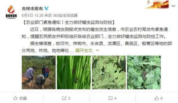 吉林市近日爆发蝗虫害问题。(图片来源:微博)