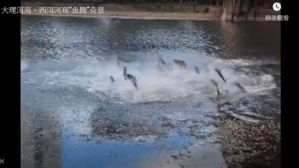 鱼跃水面惶惶跳的情况发生在全国各地,有舆论质疑是“地震前兆”。(图片来源:视频截图)