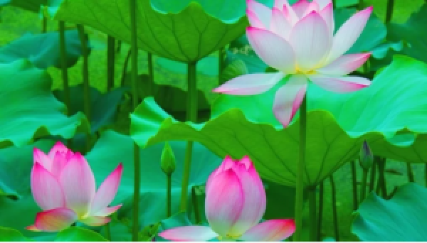 爱心和鼓励能令人茁壮成长。(图片来源:Pixabay)
