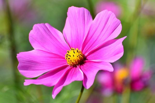 (图片来源:Pixabay)