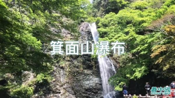 “ 箕面瀑布 ” 位于大阪北部的 “ 明治森林箕面国定公园 ” 内,这里是为了纪念明治天皇 登记百年而设立的,是日本最古老的森林公园。(图片来源:看中国视频截图)