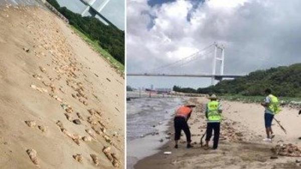 广东东莞市虎门威远岛的沙滩上11日出席大量猪脚及动物内脏。(图片来源:微博截图)