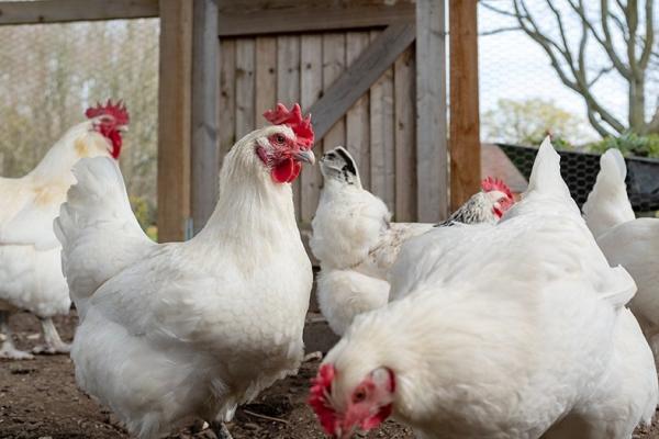 布雷斯鸡(Poulet de Bresse)(123RF)