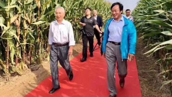9月28日,中共专家组在河南乡间脚踩红地毯 “ 考察玉米地 ”。