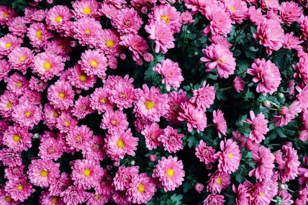 万圣节的菊花 (图片来源:Pixabay)