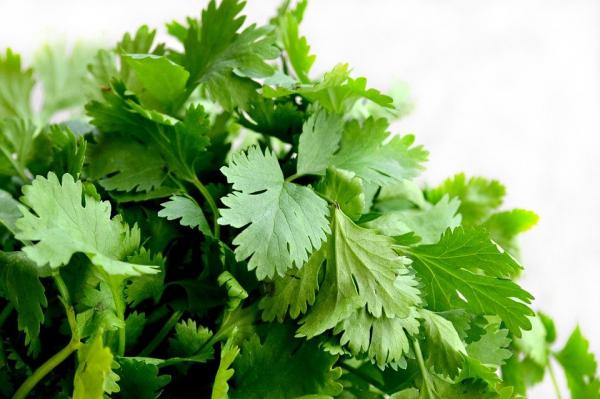 香菜(图片来源:Pixabay)