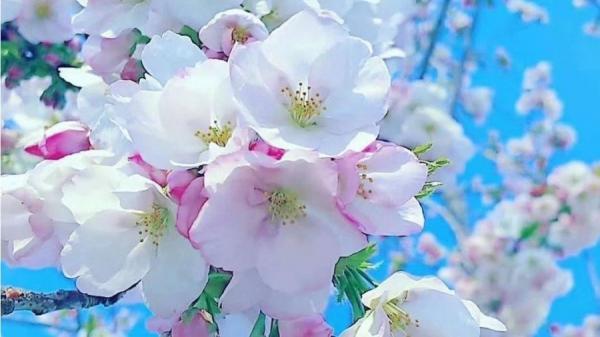 清明节 (看中国摄影图)