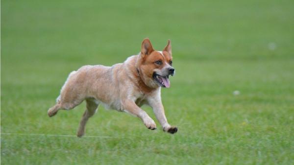 澳洲一只17岁的狗奋勇守护3岁小主人并带她脱离险境。牧牛犬示意图。（图片来源：Pixabay）